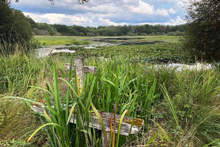 Jardin-Étang-750x501