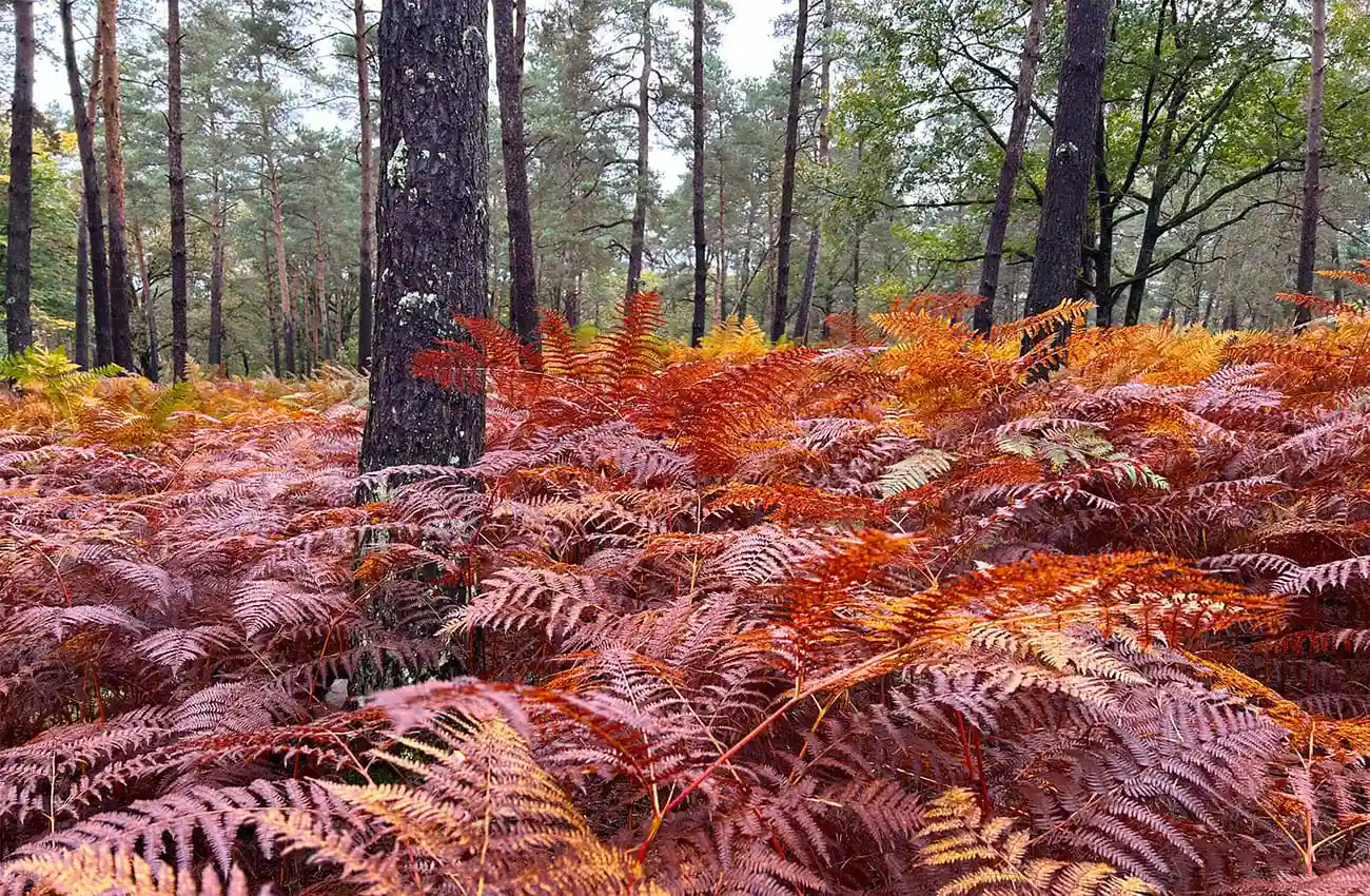 Centre de détox en sologne
