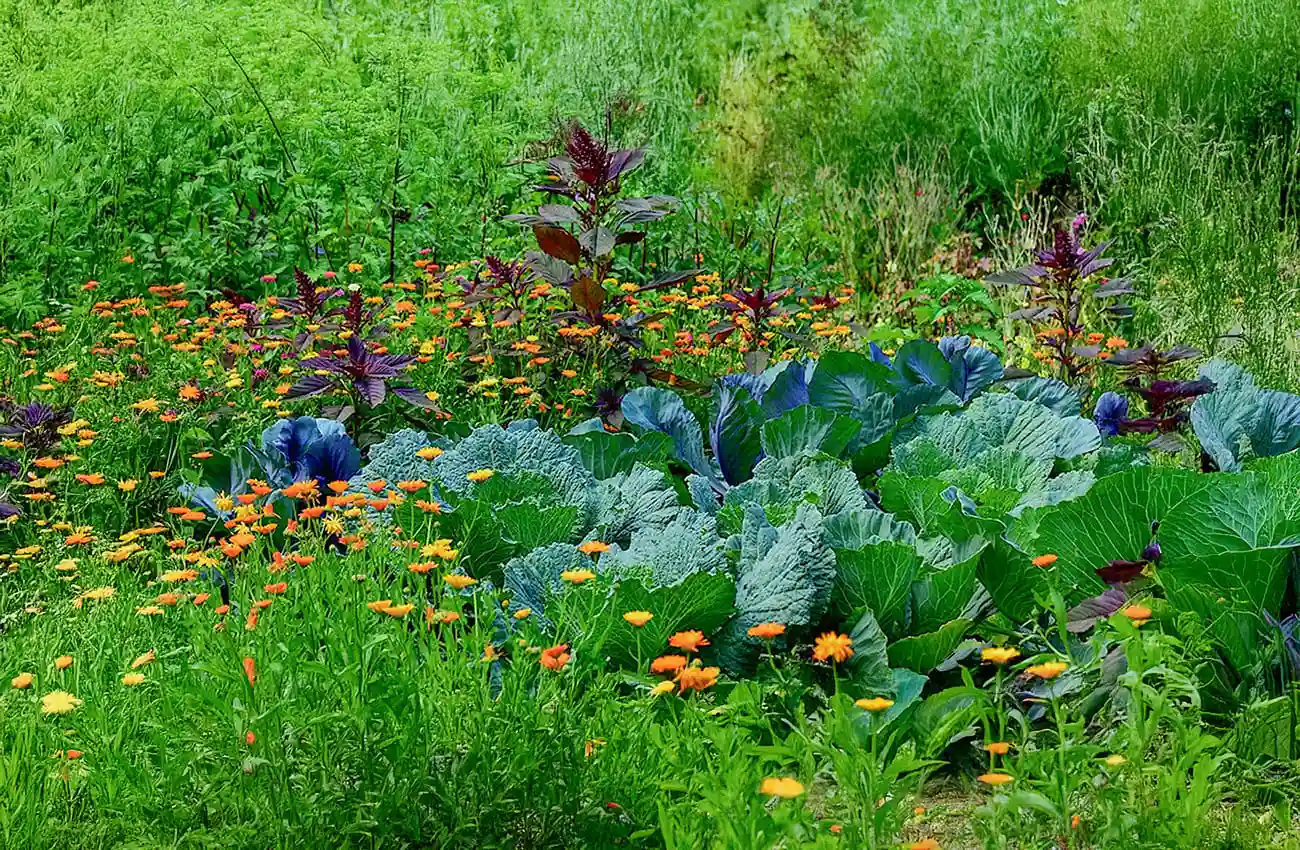 Cure de jeune détox