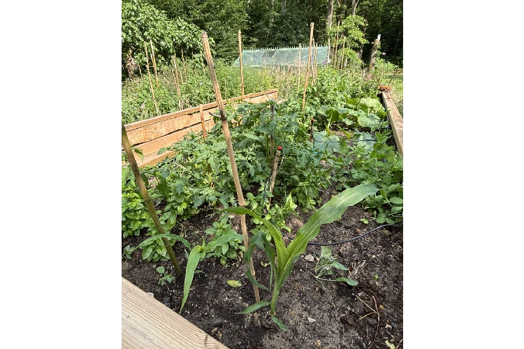 centre-detox-cure-jus